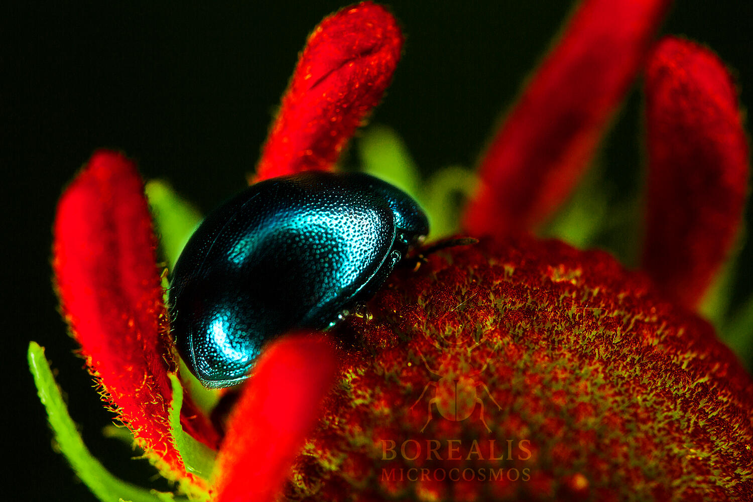Beetle Crimson Bloom Macro Photography Art | Limited Edition